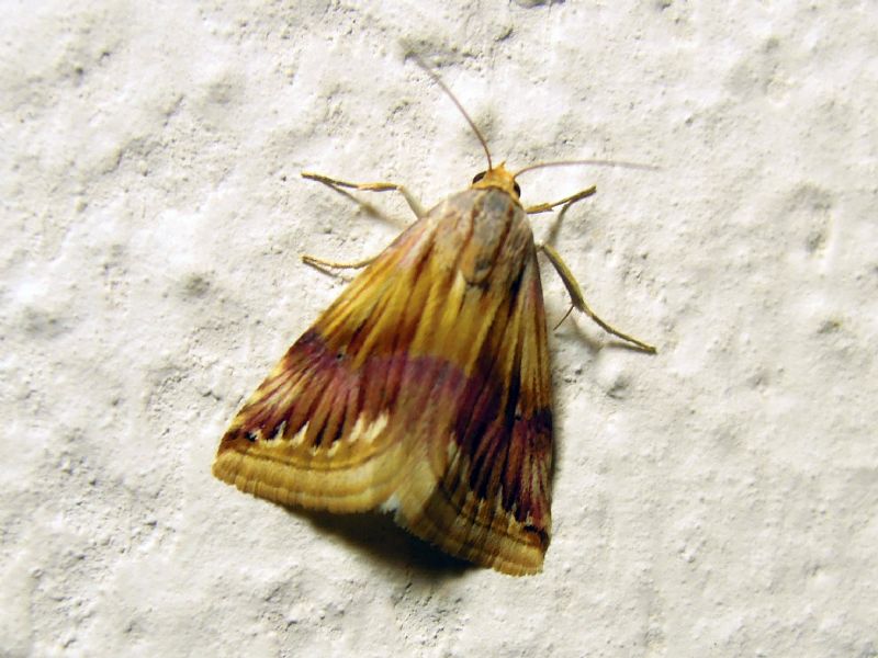 Eublemma ostrina (Erebidae)